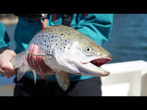 Episode 10 - Sea trout  fishing in Stockholm archipelago (havsöring)