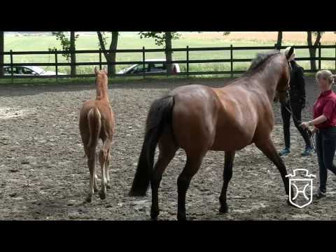 HEI142 Stutfohlen von Barcley - Dollar de la Pierre - Landgraf I