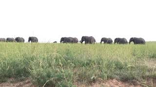 preview picture of video 'African Bush Elephants'