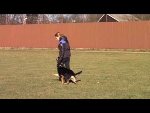 Maffy z Jukasu - obedience & protection - 10 months