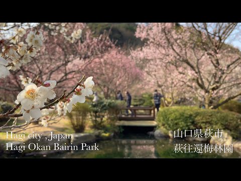 萩往還梅林園（Hagi Okan Bairin Park）山口県萩市（Hagi City,JAPAN）