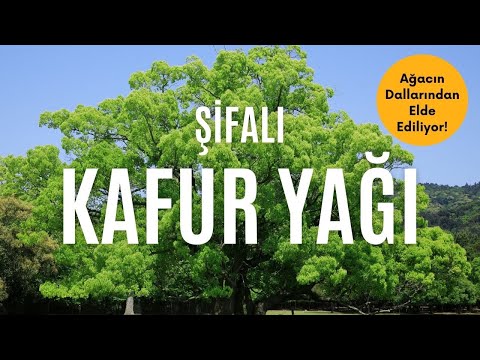 Şifalı Kafur Yağı #ModernAktar #KafurYağı