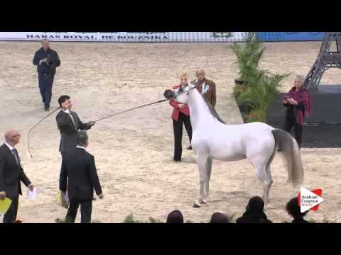 N.105 EQUIBORN K.A. - Paris 2015 - Colts 2-3 years old (Class CM5 B)