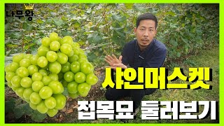 2021년 샤인머스켓 접목묘 밭 둘러보기! (샤인머스켓 심는 시기, 샤인머스켓 대목 설명,샤인머스켓, 샤인머…