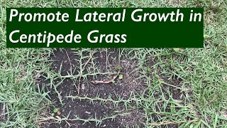BARE SPOTS in Centipede Lawn | Promote lateral growth and spreading of the stolons/runners
