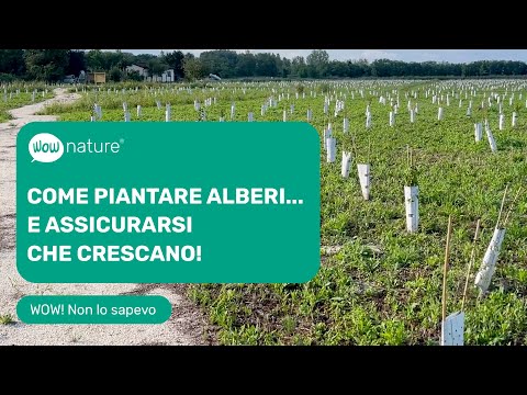 Come piantare alberi... e assicurarsi che crescano! | WOWnature