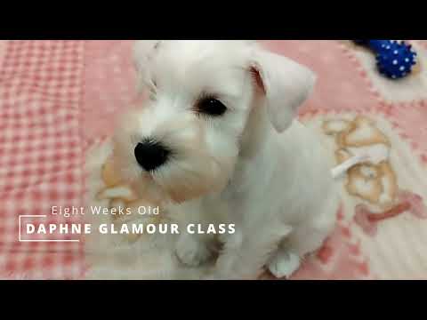 ŠNAVCER PRITLIKAVI BELI Youtube Video