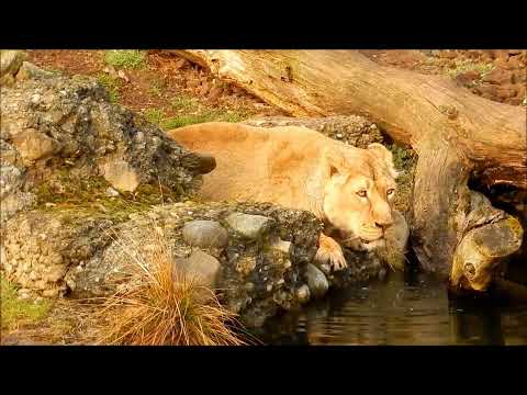 The Strongest LION PRIDE in Luangwa Valley - National Geographic Documentary