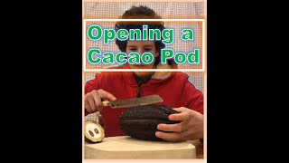 Opening a cacao pod and planting its beans!!!
