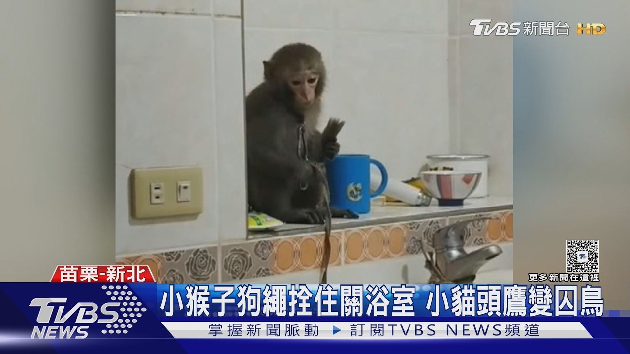 臉書炫耀抓貓頭鷹!警破門驚見「私人動物園」 78歲翁下場慘