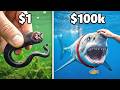 1 Vs 100 000 Pet Fish
