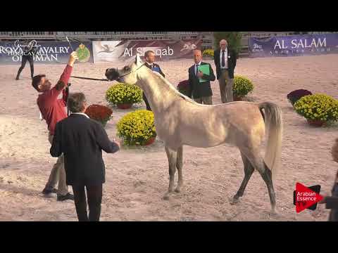 N.24 ALEXANDER PC - Gran Prix Fieracavalli 2017 - 2-3 Years Old Colts (Class F)