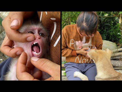 Mom checked how many teeth ZIM has grown