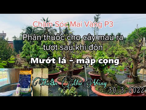 Chăm sóc mai vàng P3| Nuôi mai sau tết, phân thuốc cho cây mai mau ra tượt, khoẻ cây| Mai vàng thuận