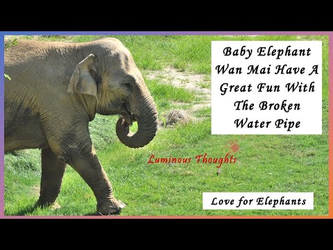 Baby Elephant Wan Mai Have A Great Fun With The Broken Water Pipe