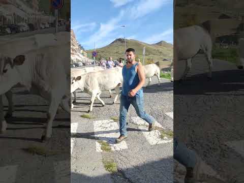 TRANSUMANZA PRATO NEVOSO 2023