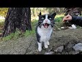 Tuxie The Cat Was Very Hungry And Started Meowing Loudly When She Saw The Food