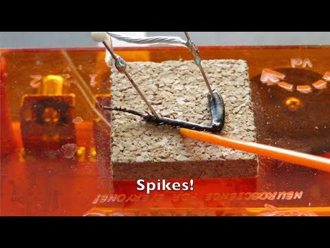 Recording Action Potentials from Cockroach Nerves