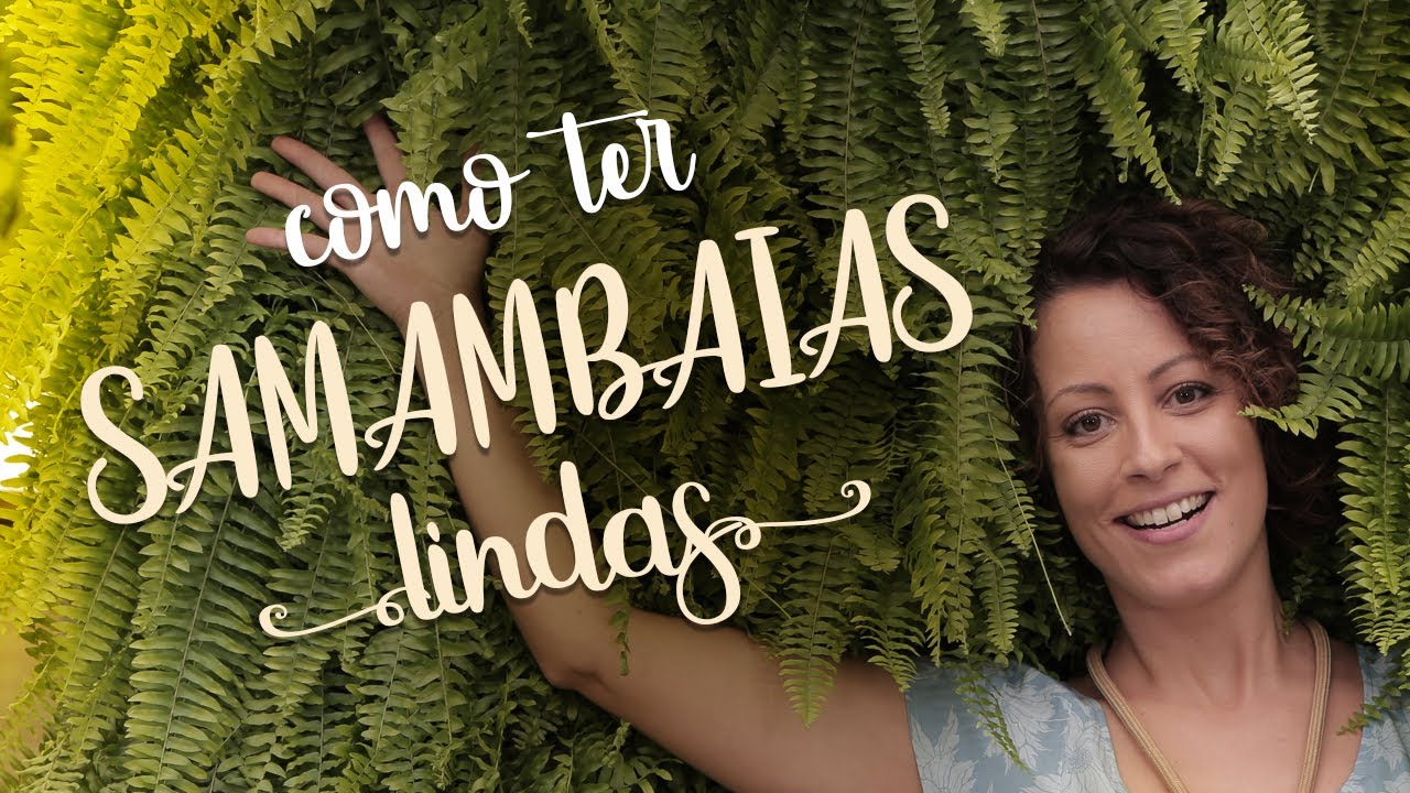 SAMAMBAIA : tudo o que VOCÊ PRECISA saber