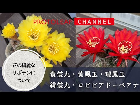 園芸 ウニサボテン、テッポウユリサボテン