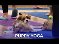 Puppy Yoga BBC The Social BBC Scotland