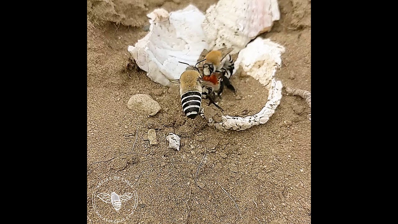 Microdocumental Abeja Viva