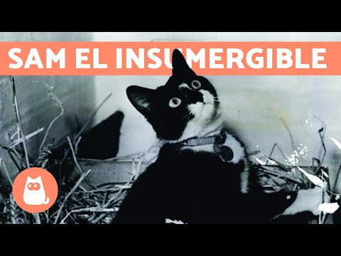 La Historia De Sam El Gato Que Sobrevivió a Varios Naufragios