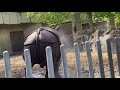 Rhino Poop