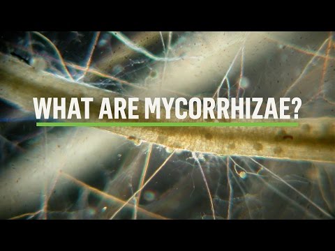 MYCORRHIZAE: How does the symbiosis take place?