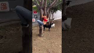 Download lagu Guyonan Bah ulis #funny #gudanghiburan #comedy #lucu #subscribe mp3 Download lagu Guyonan Bah ulis #funny #gudanghiburan #comedy #lucu #subscribe mp3