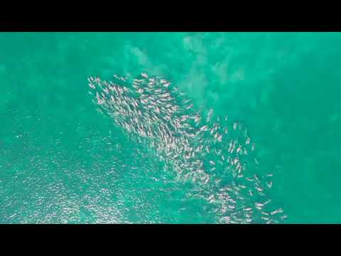 AJ Svijet 23_02_2020 - Nedjelja 21:30