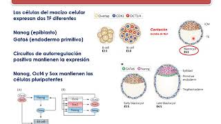 Desarrollo de Mamíferos. Parte 1 Desarrollo temprano