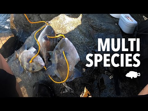 Catching Multispecies at the Jetty | Triggerfish, Tautog, Bergall, Sea Bass