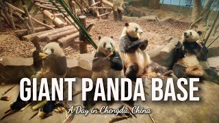 Chengdu Giant Panda Base: 200+ Pandas! 🇨🇳 Sichuan Travel Vlog 大熊猫基地
