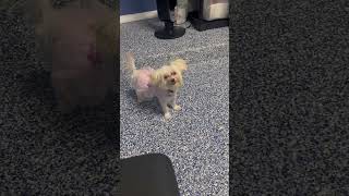 Morkie Puppies Videos