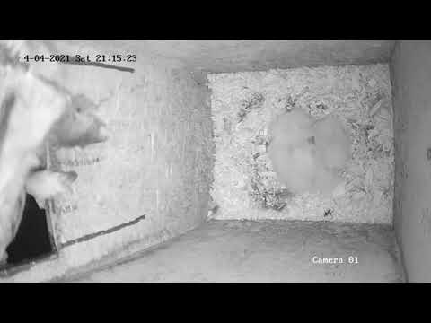Tawny Owl Box 24/4/2021. Male delivers mouse to box