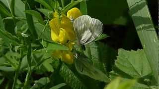 Wood White butterfly courtship (Leptidea sinapis)