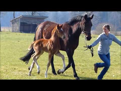 Stutfohlen von Quantensprung-Charmeur *03/2018