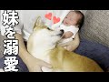 赤ちゃん妹が可愛くて堪らない柴犬の行動