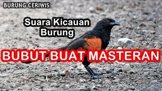 Download lagu SUARA KICAUAN BURUNG BUBUT BUAT MASTERAN PIKAT PACINGAN ISIAN SUARA JERNIH mp3