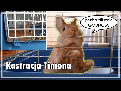 Kastracja Timona | Kastracja królika