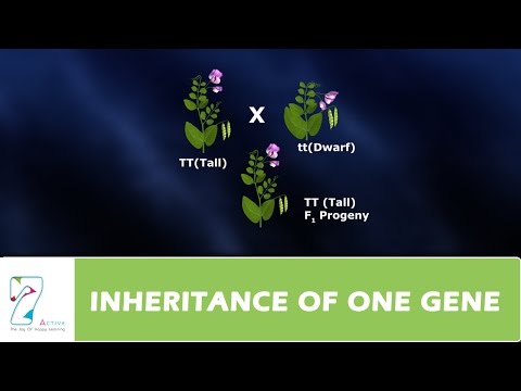 INHERITANCE OF ONE GENE