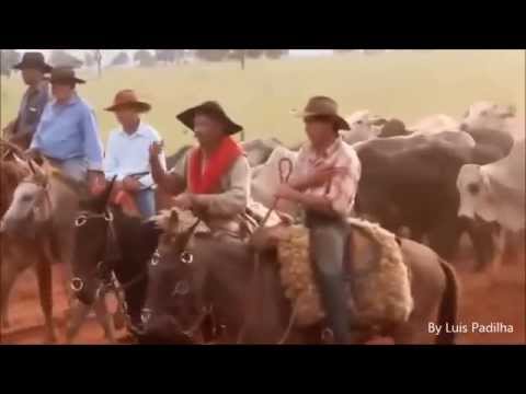 Retrato do Boi Soberano Tião Carreiro e Pardinho HD