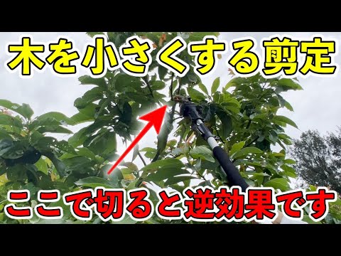 アボカドの木を地中で維持するにはどうすればよいですか?たくさんの実を収穫するための上手なお手入れの秘訣！  庭園
