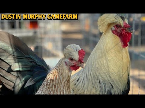 Grey Claret Sweater - DUSTIN MURPHY FARM