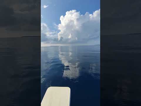 Maldives #dolphin #mobilevideography #ocean #trending