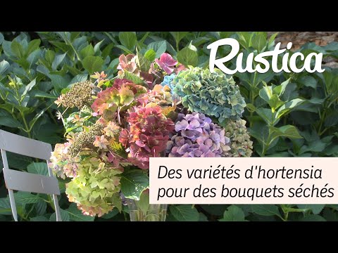 , title : 'Des hortensias pour faire des bouquets secs'