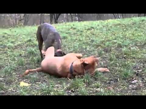 Titus (Deutscher Boxer) vs. Paul (Bordeaux Dogge)