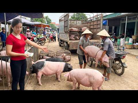 Selling Pigs After 1 Year Of Care On The Farm | Village Life At My Farm - 養豬1年後在農場出售大豬｜真實鄉村農場生活