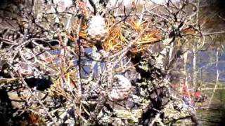 Sin Fang Bous-clangour and flutes